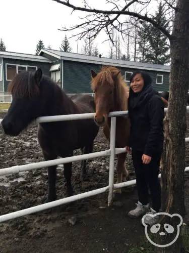 iceland-icelandic-horses-panda