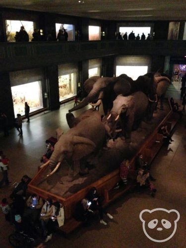 amnh_elephants