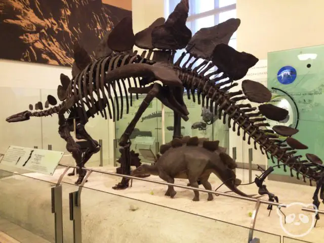 amnh_stegosaurus