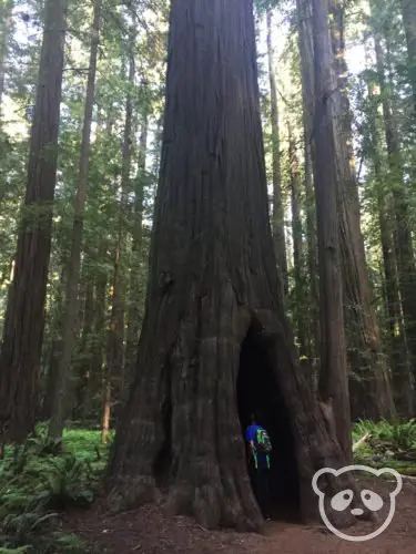 A person inside a large redwood tree in Founders Grove.