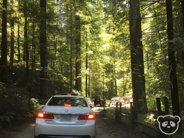 Long line of cars at the Chandelier Drive-Thru Tree.