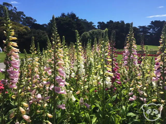 goldengatepark_flowers