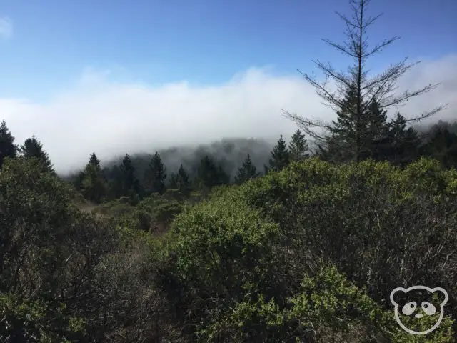 muirwoods_foggyforest