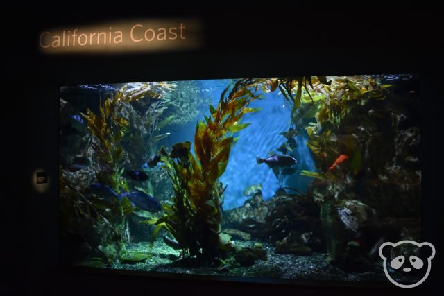 academyofsciences_aquarium_cacoast