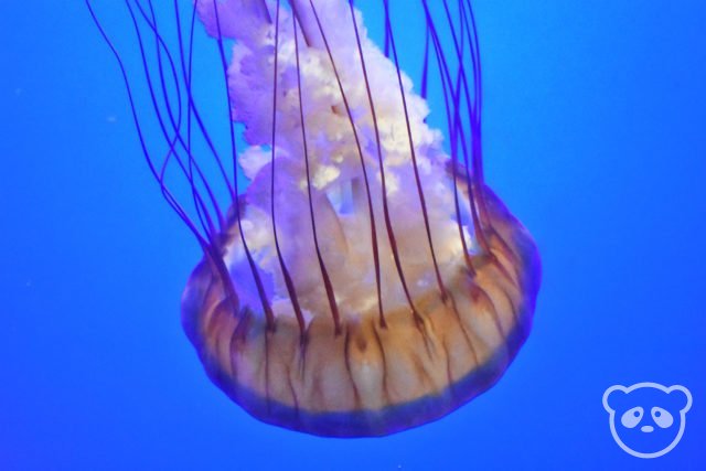 academyofsciences_aquarium_jellyfish