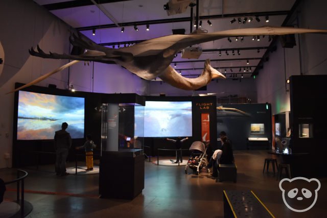 academyofsciences_pterosaurs_flightsimulator