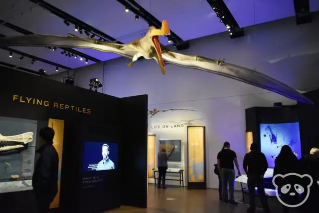 academyofsciences_pterosaurs_interior