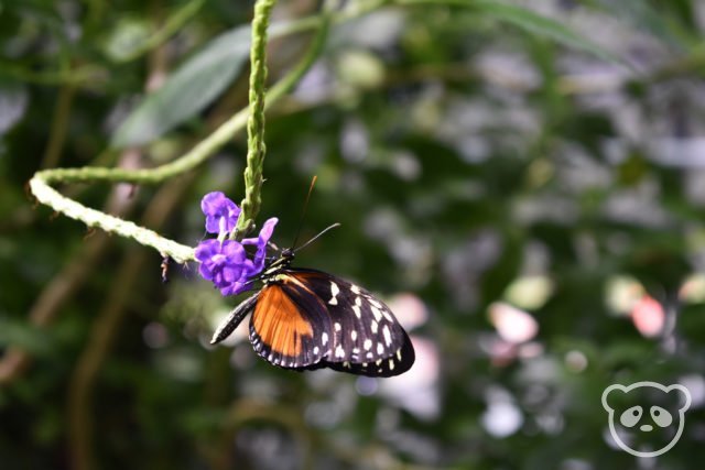 academyofsciences_rainforest_butterfly