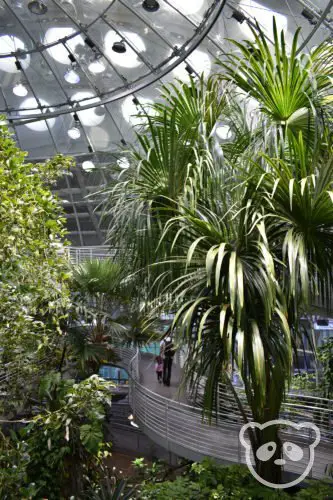 academyofsciences_rainforest_ramp2