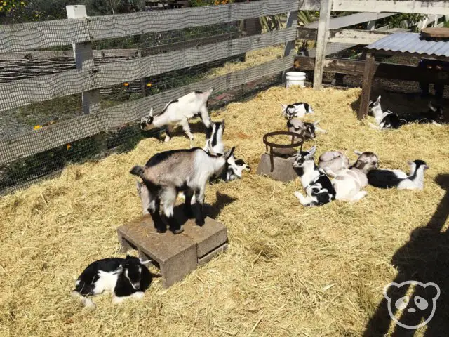 harley-farm-baby-goats-in-pen