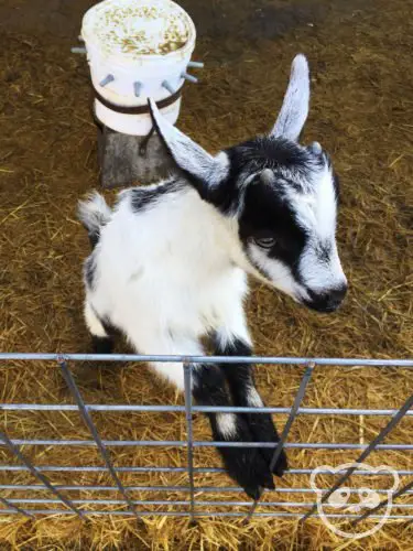 harley-farm-cute-baby-goat