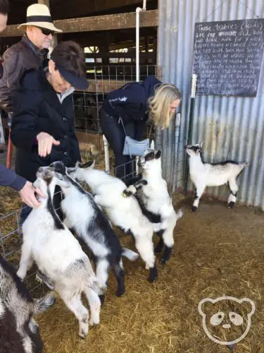 harley-farm-friendly-baby-goats