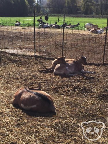 harley-farm-goats-guard-llamas