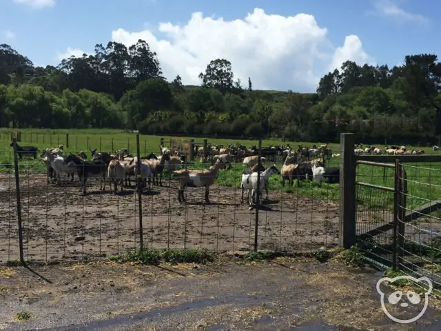 harley-farm-goats-in-pen