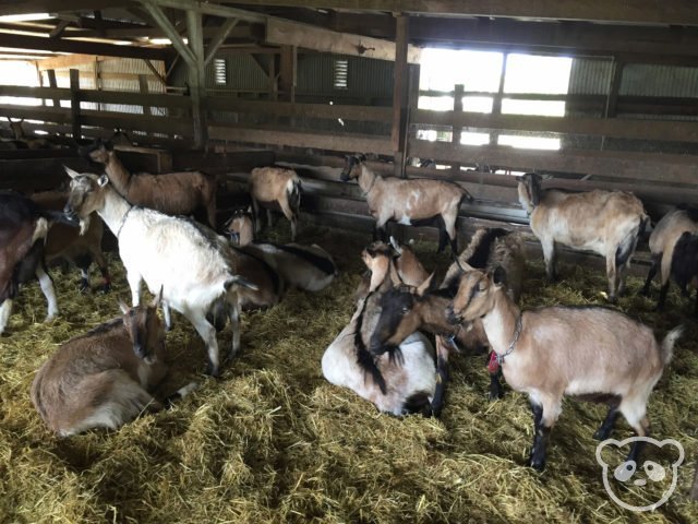 harley-farm-goats-in-the-barn