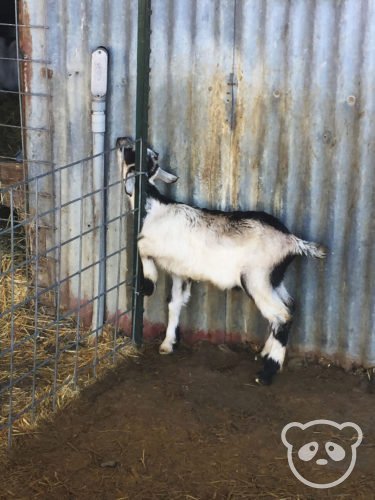 harley-farm-mischievous-baby-goat-plotting-escape