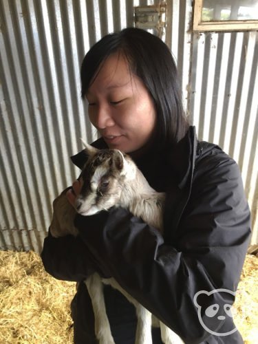 harley-farm-tour-panda-looking-at-baby-goat