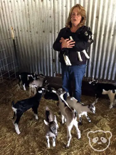 harley-farm-tour-teaching-how-to-hold-baby-goat