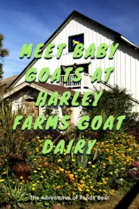 Meet Baby Goats at Harley Farms Goat Dairy in Pescadero, California | Take a farm tour on the goat farm to learn about their dairy and hold baby goats during kidding season. Learn more about dairy farming and also sample some fresh goat cheese! #ThingsToDo #NorthernCalifornia #GoatFarm #TravelExperiences #BabyAnimals #UniqueExperiences