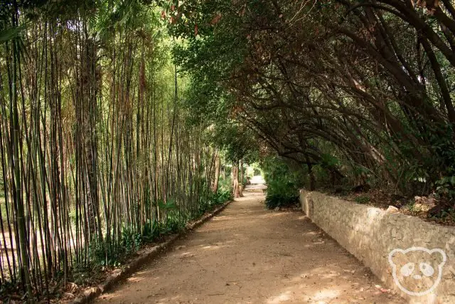 dubrovnik-trsteno-arboretum-bamboo-path