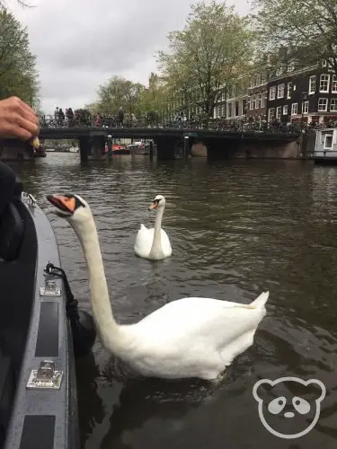 Feeding the swans in the canal