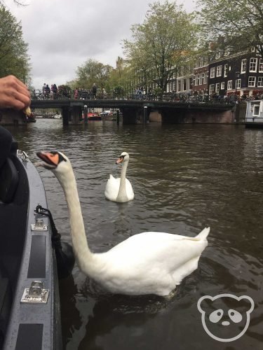 small canal tours amsterdam