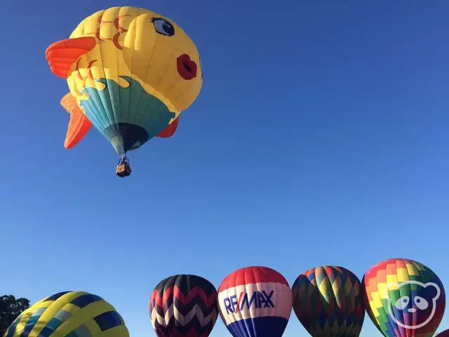 Six of the hot air balloons from the festival