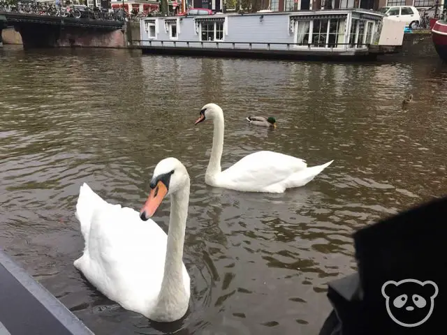 amsterdam-canal-boat-swans