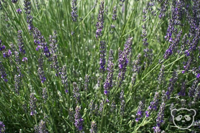 Closeup view of lavender plants.