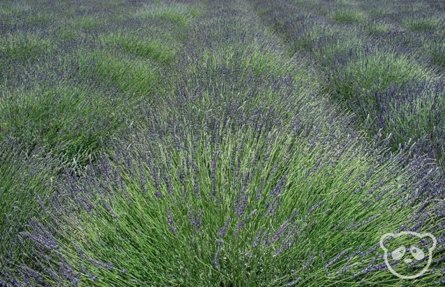 Pageo Lavender Farm lavender plants.