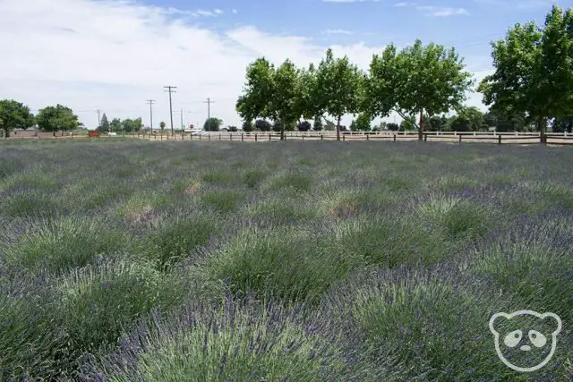 Lavender farm viewed towards the main road.