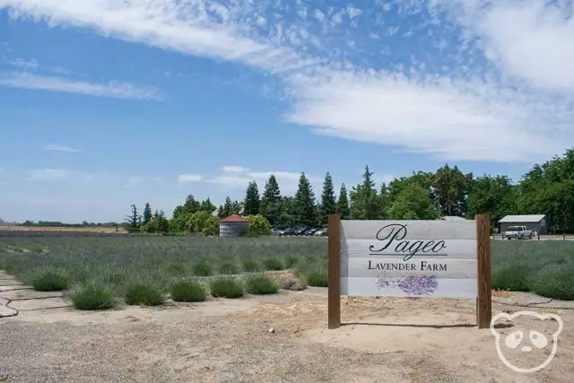 Lavender Farm in the background with Pageo Lavender Farm sign in the foreground.