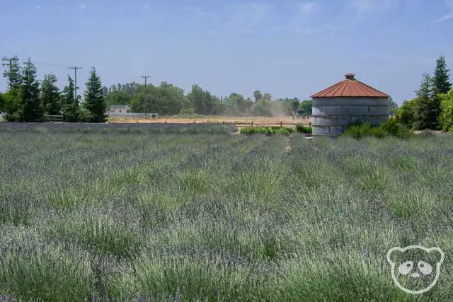 Silo in the lavender field.