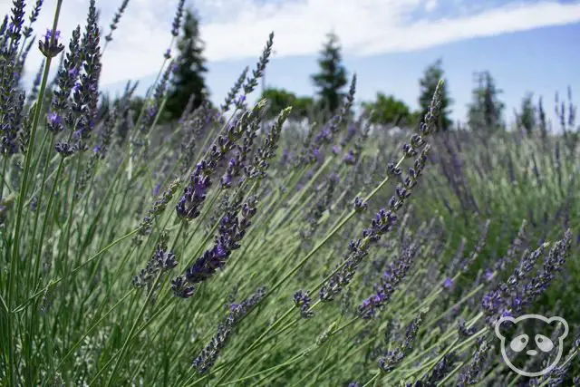 Lavender flowers up close.