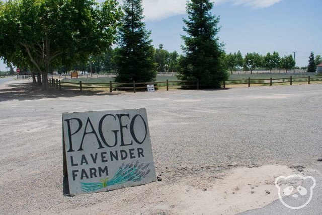 Pageo Lavender Farm sign from the driveway