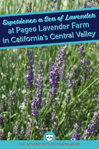 Lavender Season in the Beautiful Fields of Pageo Lavender Farm | A gorgeous well-kept lavender farm located in the heart of the Central Valley in California. The lavender fields are fragrant and blooming throughout lavender season from late-May to June. It's a great, off the beaten path spot to get away from the hustle and bustle of the city. It's close to the San Francisco Bay Area and is easily reachable by car. #california #lavenderfarm #lavenderseason #daytrip #roadtrip