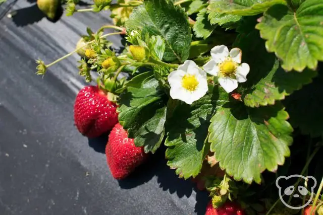 Pick Your Own Strawberries at Swanton Berry Farm in SF Bay Area