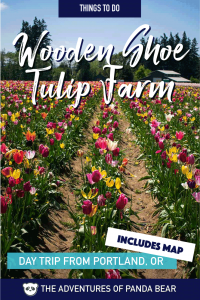 Visit the beautiful Wooden Shoe Tulip Farm for the Wooden Farm Tulip Festival this spring! It's the perfect spring time activity to do near Portland, Oregon. The tulip fields are spread over 40 acres with Dutch style decorations throughout the farm. There are activities for children and tons to do, including wooden shoe making demonstrations. #pnw #pacificnorthwest #oregon #portland #pdx #tulip #thadvofpndabear