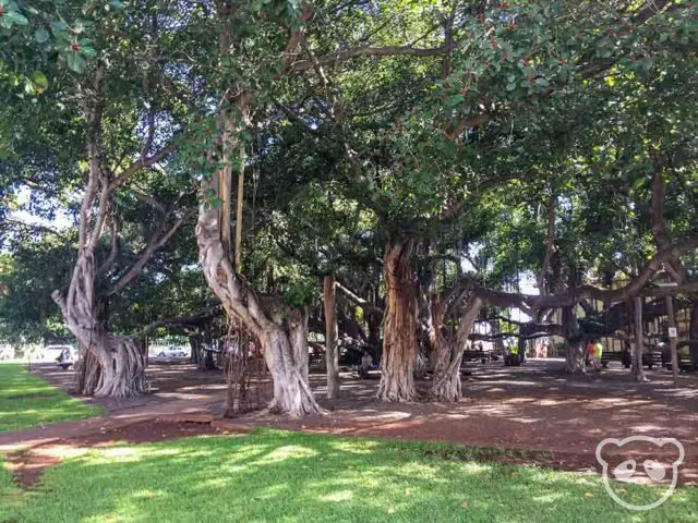 Another view of the large banyan tree in the park.