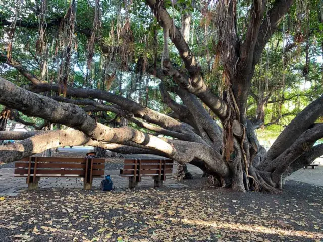 Large banyan tree in the middle of the park.