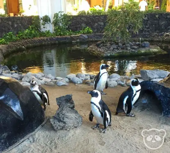 Four penguins in their enclosure. 